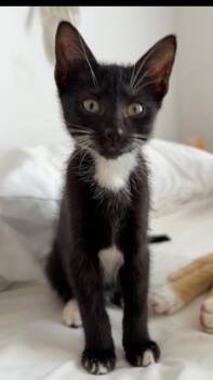 Bagheera -  Domestic Short Hair Cat for Adoption in West Palm Beach, Florida - Bagheera | PetCurious