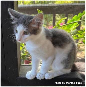 Annie Oakley -  Domestic Medium Hair Cat for Adoption in Oak Ridge, Tennessee - Annie Oakley | PetCurious
