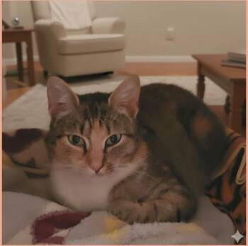 Rescue Domestic Short Hair Cats for Adoption in Lansdowne, Pennsylvania - Reba | PetCurious