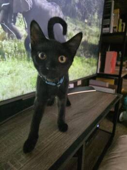 Benji -  Domestic Short Hair Cat for Adoption in Maitland, Florida - Benji | PetCurious