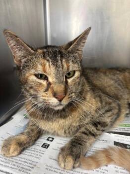 Domestic Short Hair Cats Available for Adoption in Visalia, California - A253181 | PetCurious