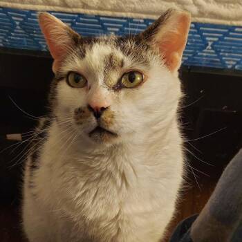 Domestic Short Hair Cats Available for Adoption - Goose | PetCurious