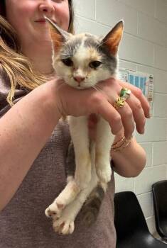 Chloe -  Domestic Short Hair Cat for Adoption in Cincinnati, Ohio - Chloe | PetCurious