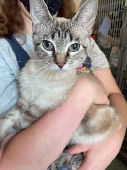 Gigi -  Siamese Cat for Adoption in Stillwater, Oklahoma - Gigi | PetCurious
