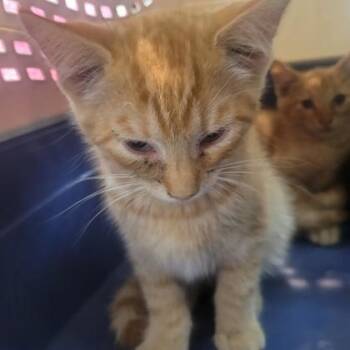 Domestic Short Hair Cats Available for Adoption in Memphis, Tennessee - Lenny | PetCurious