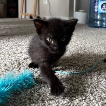 Domestic Short Hair Cats Available for Adoption in Houston, Texas - Frijolito | PetCurious