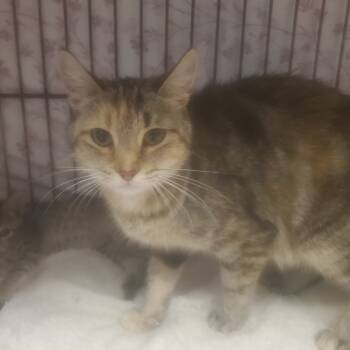 Rescue Domestic Short Hair Cats for Adoption in New York, New York - Edamame | PetCurious