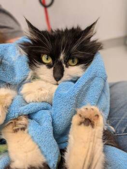 Domestic Long Hair and Domestic Short Hair Cats Available for Adoption - Forest | PetCurious