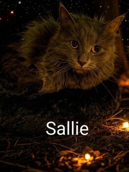 Sallie -  Domestic Short Hair Cat for Adoption in Jim Thorpe, Pennsylvania - Sallie | PetCurious