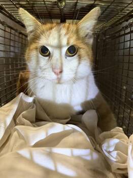 Domestic Short Hair Cats Available for Adoption - OMAR | PetCurious