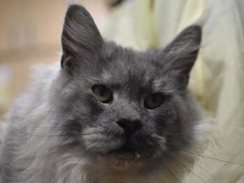 Rescue Maine Coon Cats for Adoption in Portland, Oregon - Aerial Silk | PetCurious