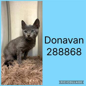 DONAVAN -  Domestic Short Hair Cat for Adoption in Macon, Georgia - DONAVAN | PetCurious