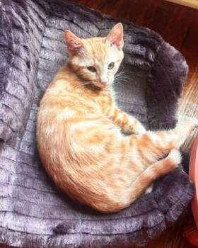Knight -  Domestic Short Hair Cat for Adoption in Frisco, Texas - Knight | PetCurious