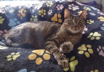 Rescue Domestic Short Hair Cats for Adoption in Rossville, Maryland - Persimmon | PetCurious