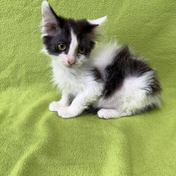 Sweet Pea -  Domestic Short Hair Cat for Adoption in Valdosta, Georgia - Sweet Pea | PetCurious
