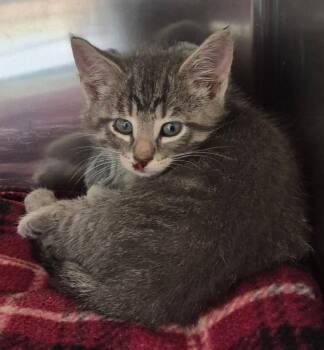 Piper -  Domestic Short Hair Cat for Adoption in Tomah, Wisconsin - Piper | PetCurious