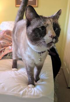 Bisquik Passion -  Siamese and Calico Cat for Adoption in Chandler, Arizona - Bisquik Passion | PetCurious