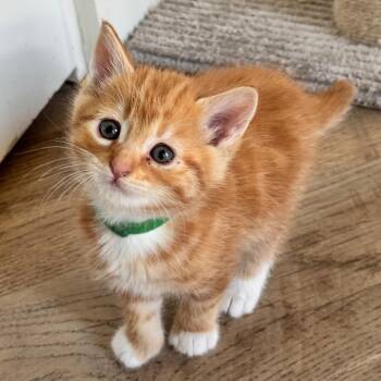 Cheddar -  Domestic Short Hair Cat for Adoption in Keizer, Oregon - Cheddar | PetCurious