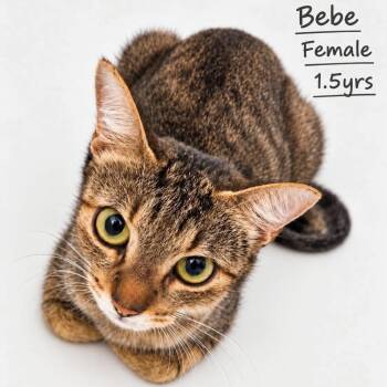 Bebe -  Domestic Short Hair Cat for Adoption in Tampa, Florida - Bebe | PetCurious