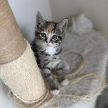 Anna -  Domestic Short Hair Cat for Adoption in Winston-salem, North Carolina - Anna | PetCurious