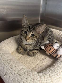 Lorraine -  Domestic Short Hair Cat for Adoption in Hilton Head Island, South Carolina - Lorraine | PetCurious
