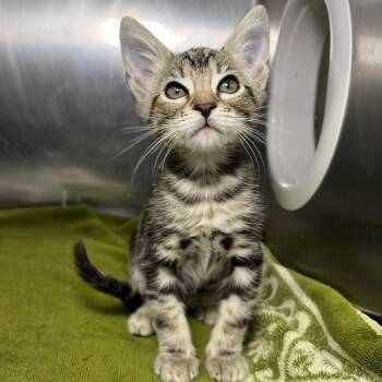 Itsy Bitsy -  Domestic Short Hair Cat for Adoption in Palm Springs, California - Itsy Bitsy | PetCurious