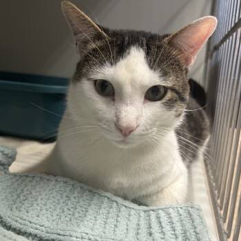 Rescue Domestic Short Hair Cats for Adoption in Saint Charles, Missouri - Marbles | PetCurious