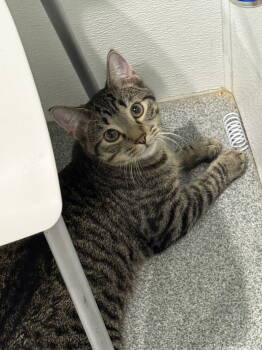 Rescue Domestic Medium Hair Cats for Adoption - Samuel | PetCurious