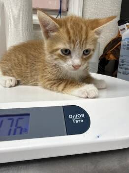 Kyle -  Domestic Short Hair Cat for Adoption in Pomona, New York - Kyle | PetCurious