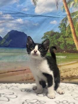 Scamp -  Domestic Short Hair Cat for Adoption in San Antonio, Texas - Scamp | PetCurious
