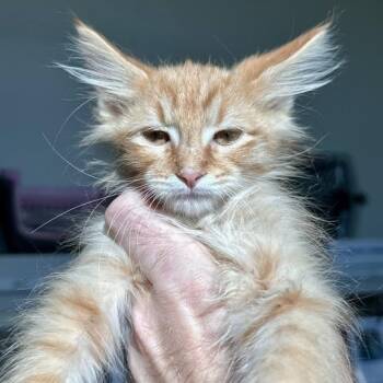 Pumpkin Pie -  Domestic Short Hair Cat Available for Adoption in Matteson, Illinois - Pumpkin Pie | PetCurious