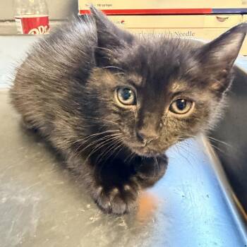 Domestic Short Hair Cats Available for Adoption in Tuscaloosa, Alabama - Sky | PetCurious