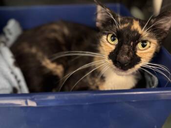KYRA -  Domestic Short Hair Cat for Adoption in Houston, Texas - KYRA | PetCurious