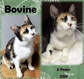Bovine -  Domestic Short Hair Cat for Adoption in Franklin, Indiana - Bovine | PetCurious