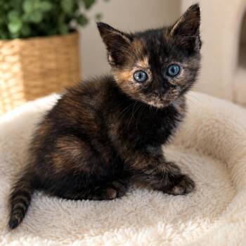 Sandy -  Domestic Short Hair Cat for Adoption in Lemoyne, Pennsylvania - Sandy | PetCurious