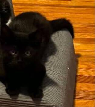 Luigi -  Domestic Short Hair Cat for Adoption in Beckley, West Virginia - Luigi | PetCurious