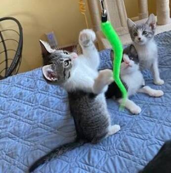 JellyBean -  Domestic Short Hair Cat for Adoption in Fort Collins, Colorado - JellyBean | PetCurious