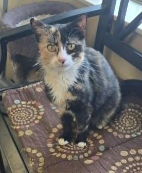 Marigold -  Calico Cat for Adoption in Larned, Kansas - Marigold | PetCurious