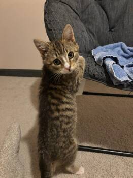 Domestic Short Hair Cats Available for Adoption - Bearcat | PetCurious