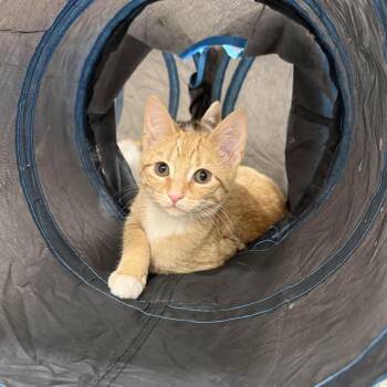 Domestic Short Hair Cats Available for Adoption - Peaches | PetCurious