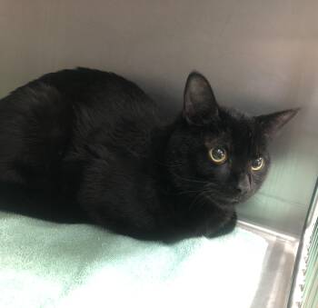 Rescue Domestic Short Hair Cats for Adoption in Parma, Ohio - Chad/Murchie | PetCurious