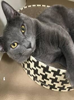 MANOLO -  Domestic Short Hair Cat for Adoption in Boston, Massachusetts - MANOLO | PetCurious