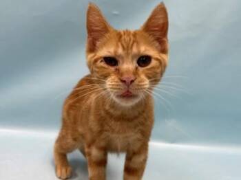 Elena -  Domestic Short Hair Cat for Adoption in Minneapolis, Minnesota - Elena | PetCurious