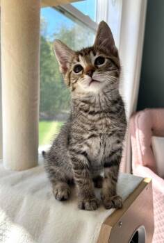 Apple the Stoola -  Domestic Short Hair Cat Available for Adoption in Muskegon, Michigan - Apple The Stoola | PetCurious