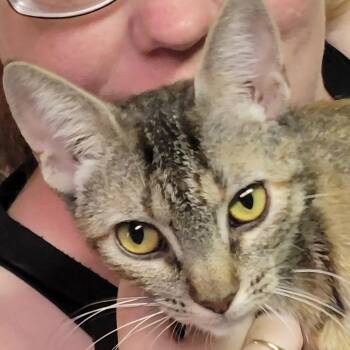 SPARK -  Domestic Short Hair Cat for Adoption in Willows, California - SPARK | PetCurious