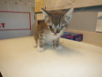 ELEPHANT -  Domestic Short Hair Cat for Adoption in San Jose, California - ELEPHANT | PetCurious