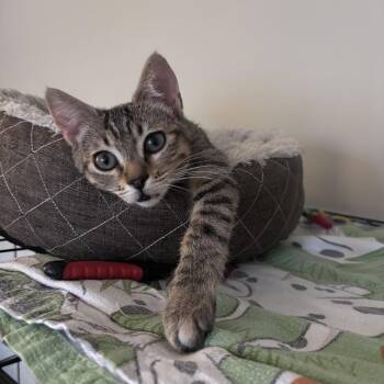 Miso -  Torbie Cat Available for Adoption in Burnaby, British Columbia - Miso | PetCurious