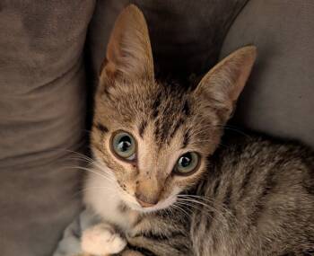 Rescue Domestic Short Hair Cats for Adoption in Raleigh, North Carolina - ACE | PetCurious