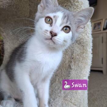 Swan -  Russian Blue and Domestic Short Hair Cat for Adoption in Yorba Linda, California - Swan | PetCurious