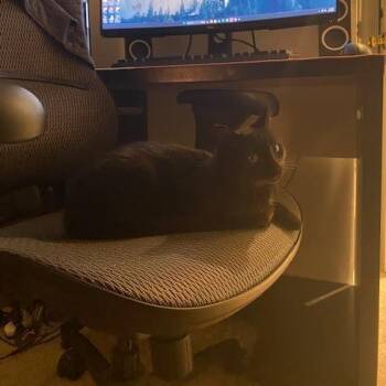 Domestic Short Hair Cats Available for Adoption in Charlottesville, Virginia - Mama Lemon | PetCurious